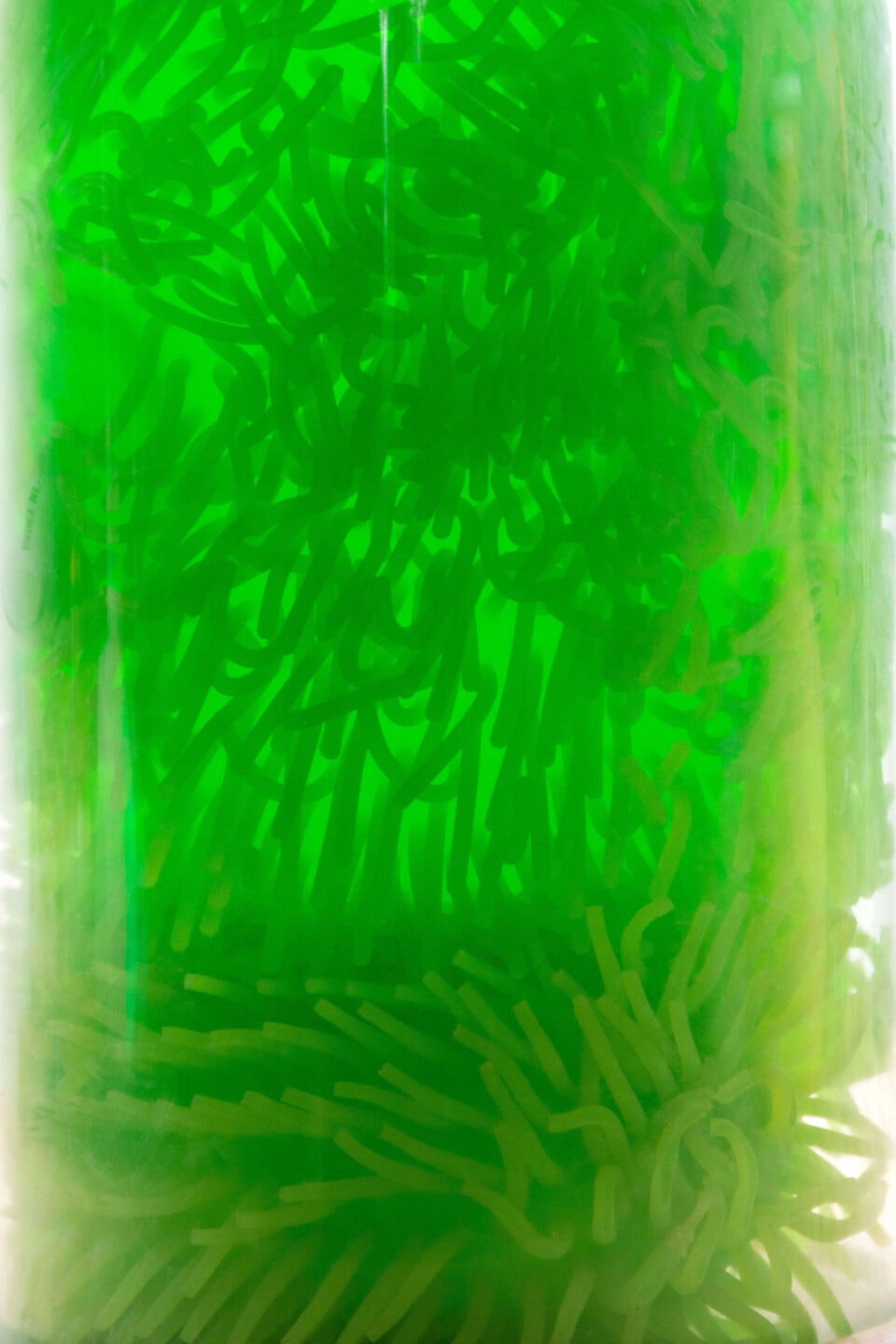 Seaweed, 2022. Détail caoutchouc, plastique, verre. ©T.B.